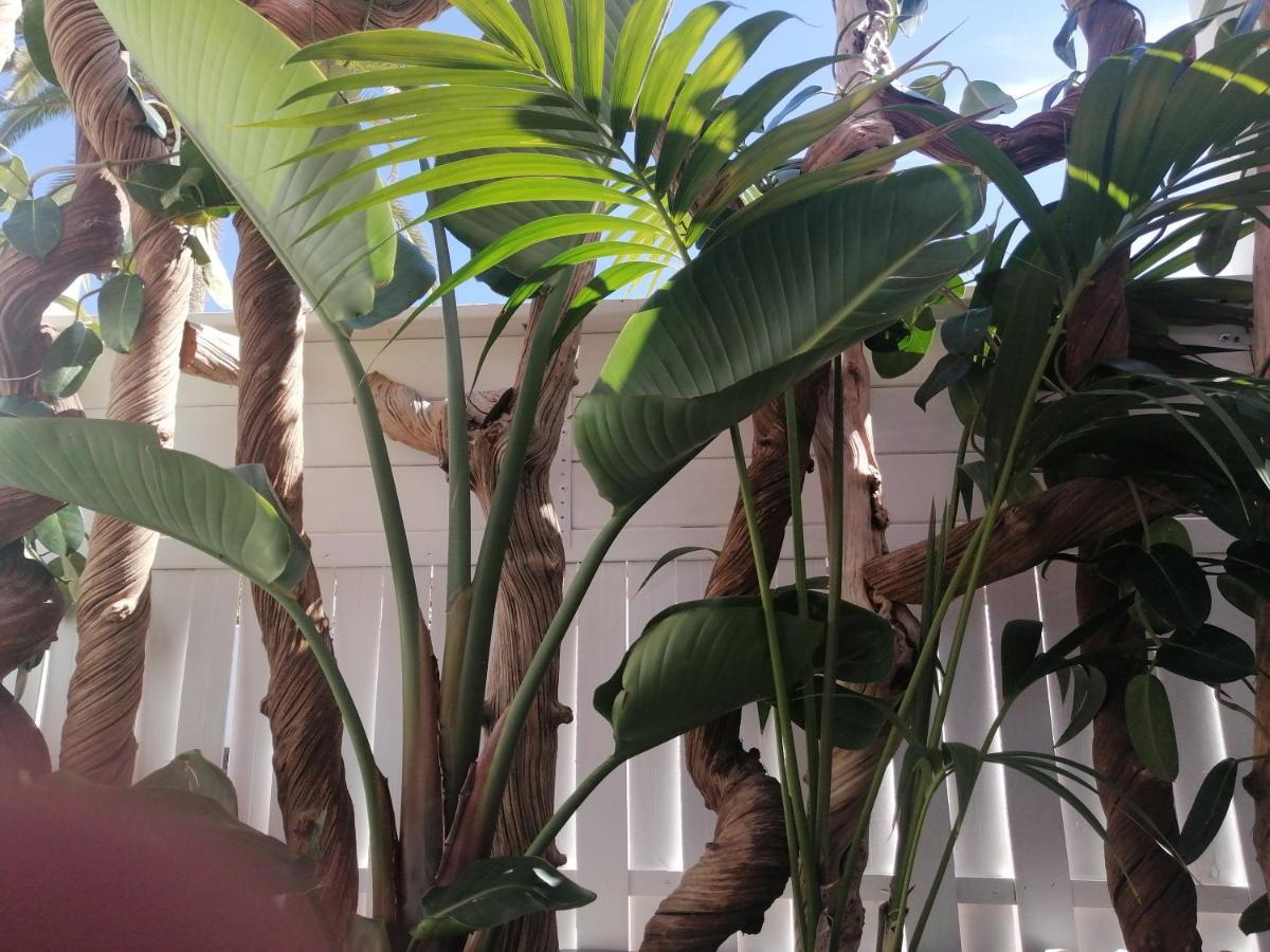 Puerto De La Cruz - Sun House - Holidays - Resort מראה חיצוני תמונה